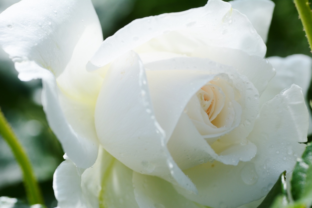 Rose Gartenより　愛を込めて・・・62