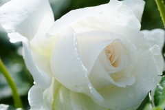 Rose Gartenより　愛を込めて・・・62