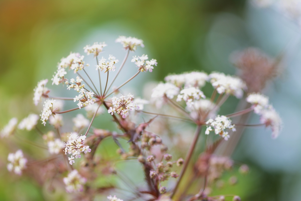 星屑のようなお花