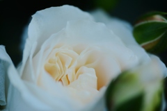 Rose Gartenより　愛を込めて・・・72