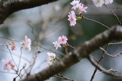 十月桜　Ⅱ