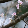十月桜　Ⅱ