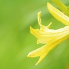 露含み