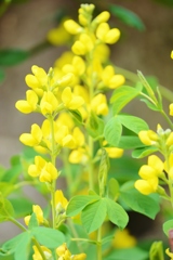 萩は萩でも・・・