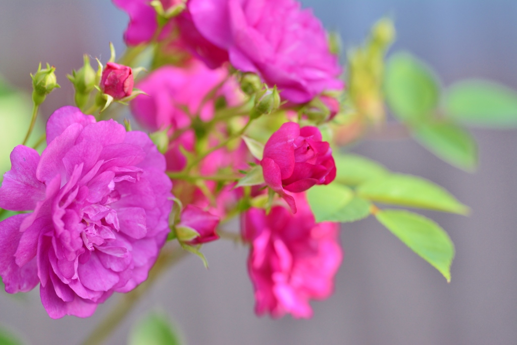 Rose Gartenより　愛を込めて・・・75