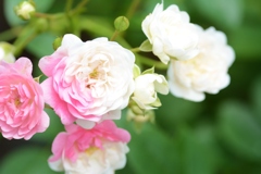 Rose Gartenより　愛を込めて・・・97