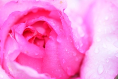 Rose Gartenより　愛を込めて・・・52