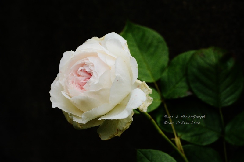 Rose Gartenより　愛を込めて・・・91