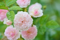 Rose Gartenより　愛を込めて・・・43