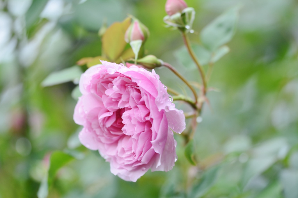 Rose Gartenより　愛を込めて・・・２３