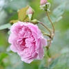 Rose Gartenより　愛を込めて・・・２３