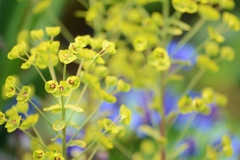 お花にも瞳があって・・・