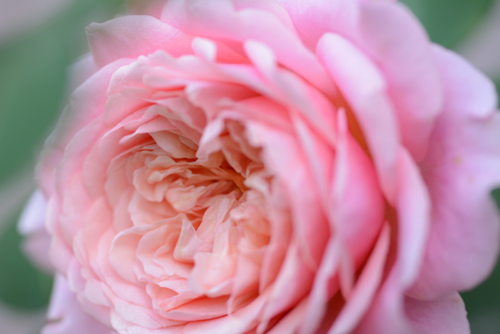 Rose Gartenより　愛を込めて・・・30