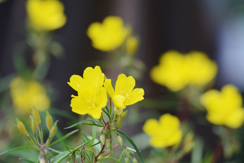 夢路のお花