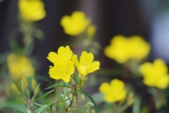 夢路のお花