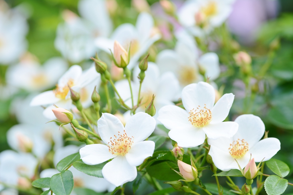 Rose Gartenより　愛を込めて・・・80