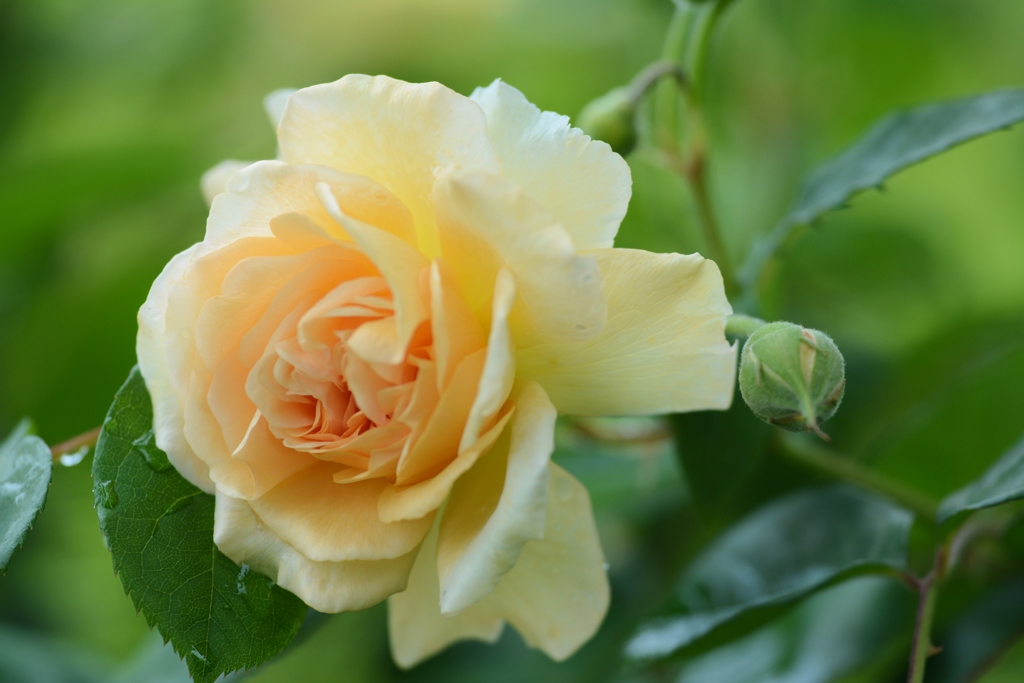 Rose Gartenより　愛を込めて・・・２２