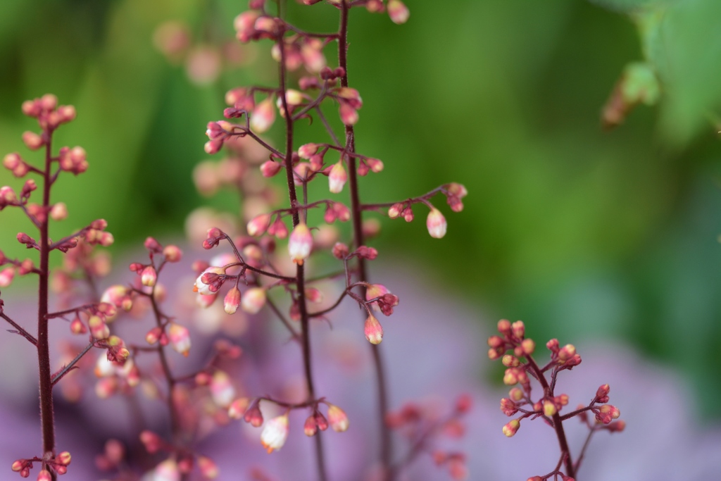 ヒューケラのお花