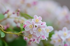 卯の花の咲く季節