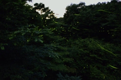 蛍