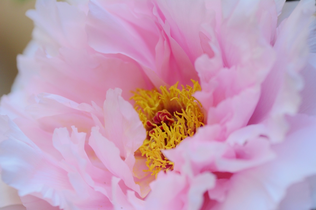 艶やかな・・・