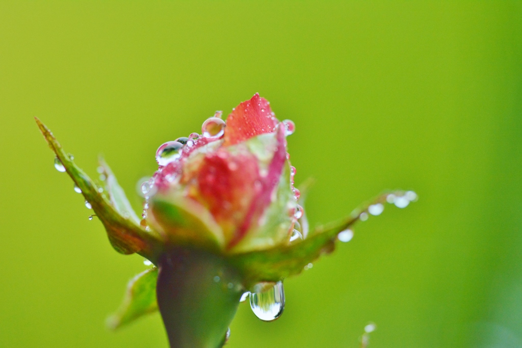 濡れそぼるお花たち