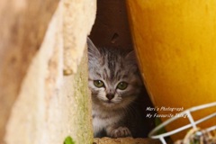 昔の名前で出ています