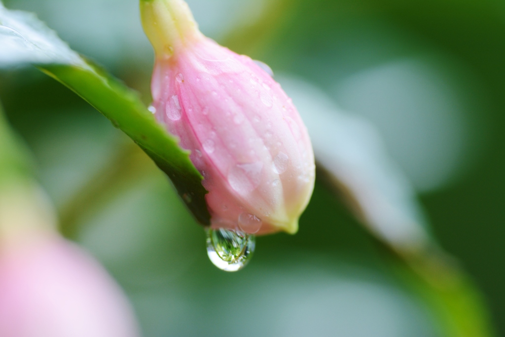 雨のお庭　４