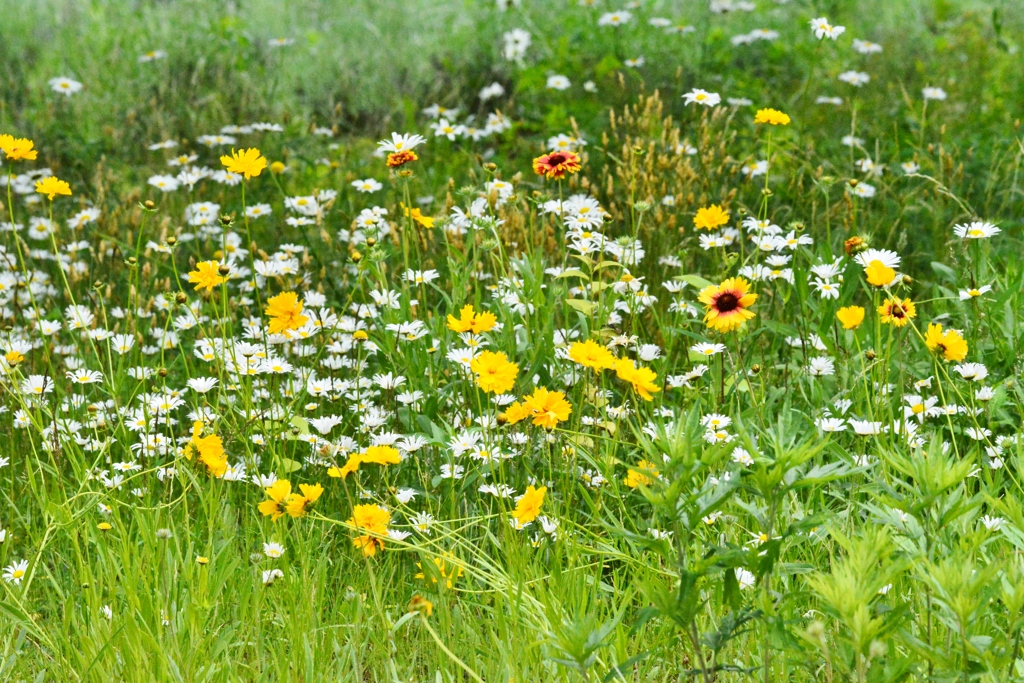 A Lover's Concerto 5