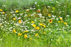 A Lover's Concerto 5