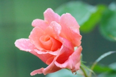 Rose Gartenより　愛を込めて・・・25