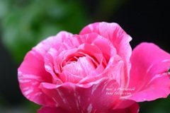 Rose Gartenより　愛を込めて・・・94