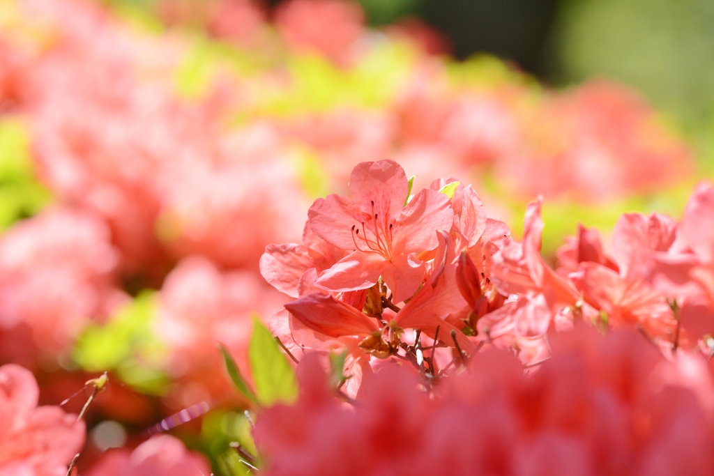 ツツジの森