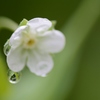 走り梅雨