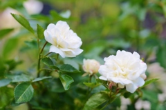 Rose Gartenより　愛を込めて・・・78