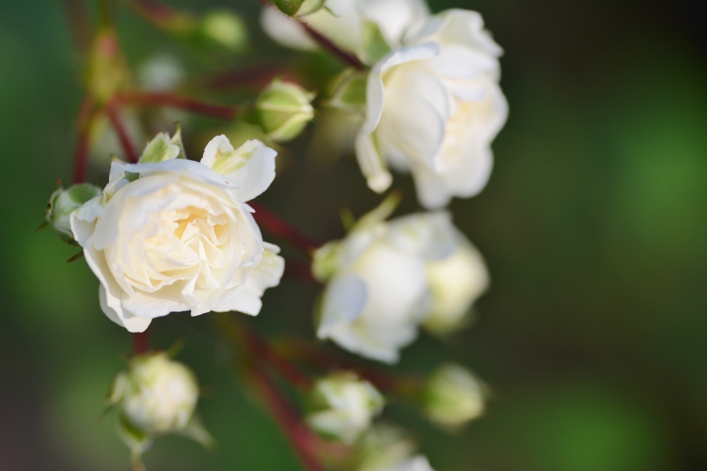 Rose Gartenより　愛を込めて・・・76