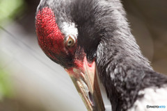 天王寺動物園