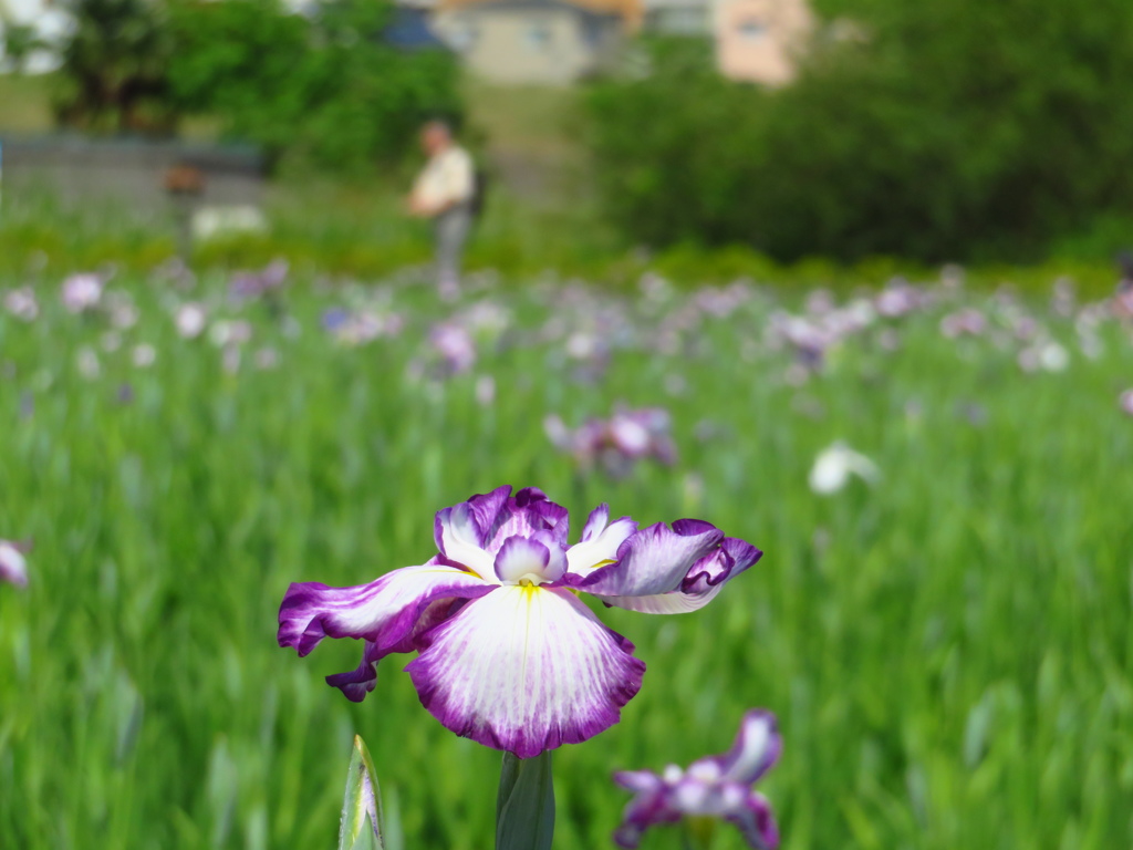 小岩菖蒲園