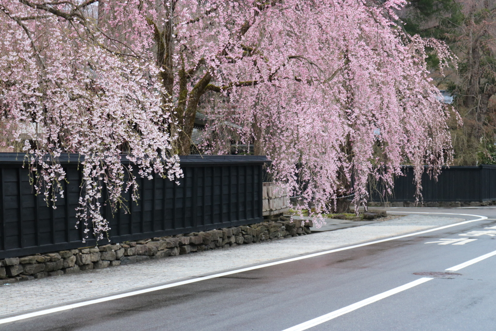 秋田県 角館 武家屋敷の枝垂れ桜
