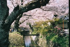 京都 哲学の道 桜 1