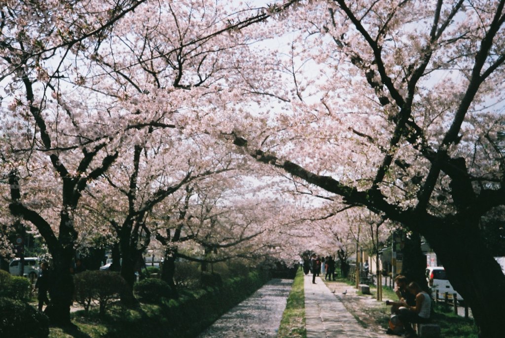 桜見るついでに練習