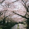 桜見るついでに練習