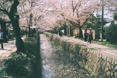 京都 哲学の道 桜 3