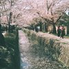 京都 哲学の道 桜 3