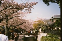京都 哲学の道 桜 2