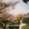 京都 哲学の道 桜 2