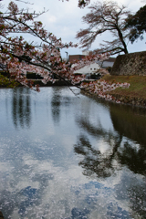 彦根城　お濠とサクラ