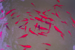 網越し金魚