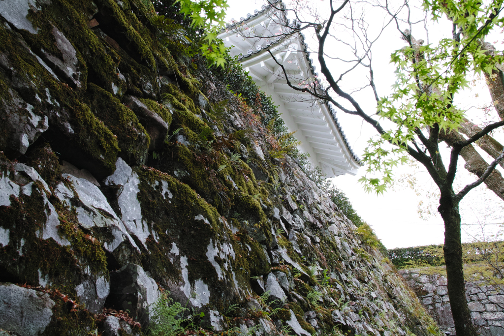 苔むす石垣