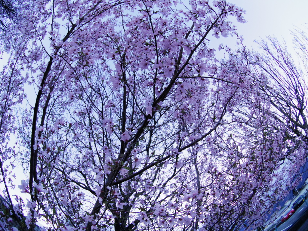 桜